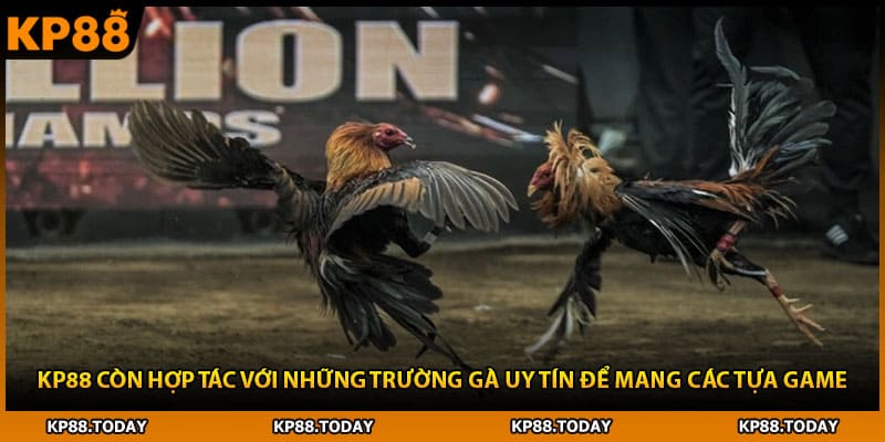 KP88 còn hợp tác với những trường gà uy tín để mang các tựa game